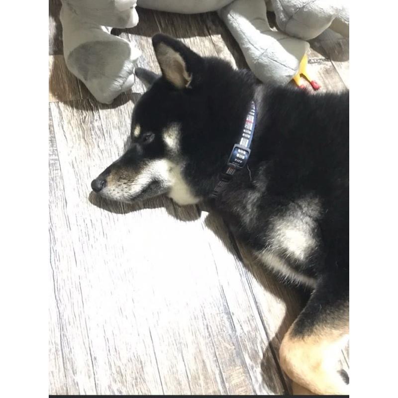 寵物 項圈 背帶 胸背帶 牽繩 狗 犬-細節圖7