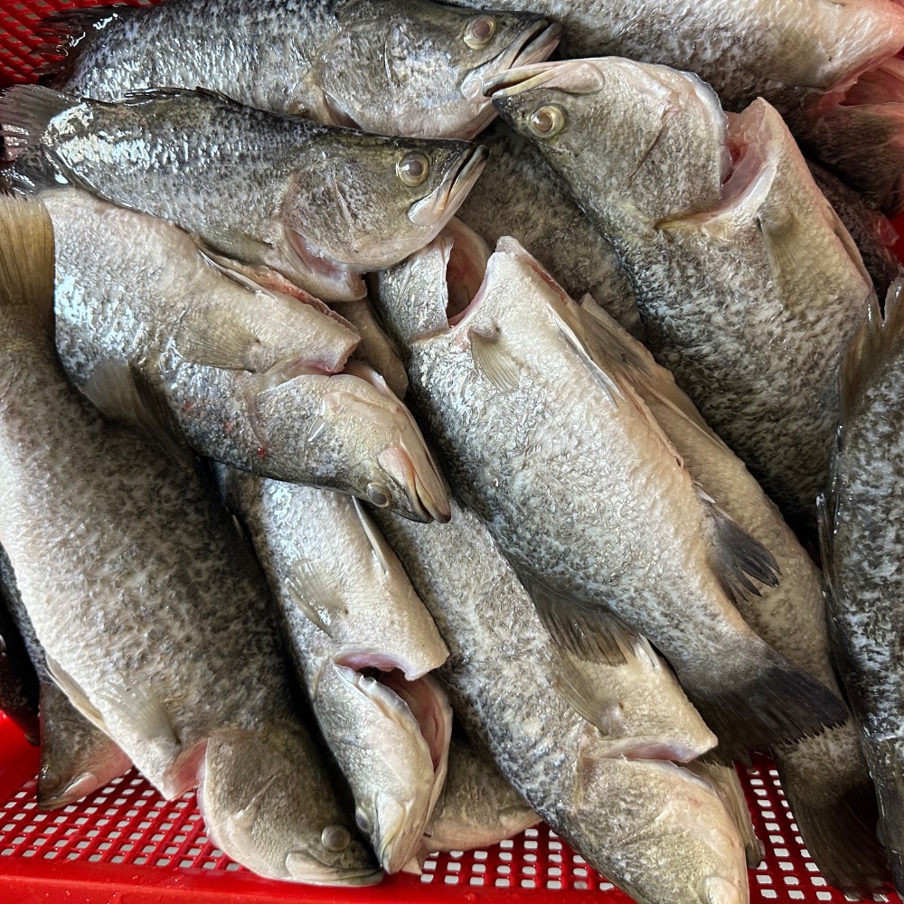 產地直送金目鱸魚三去真空（去鱗、去肚、去鰓）-細節圖2