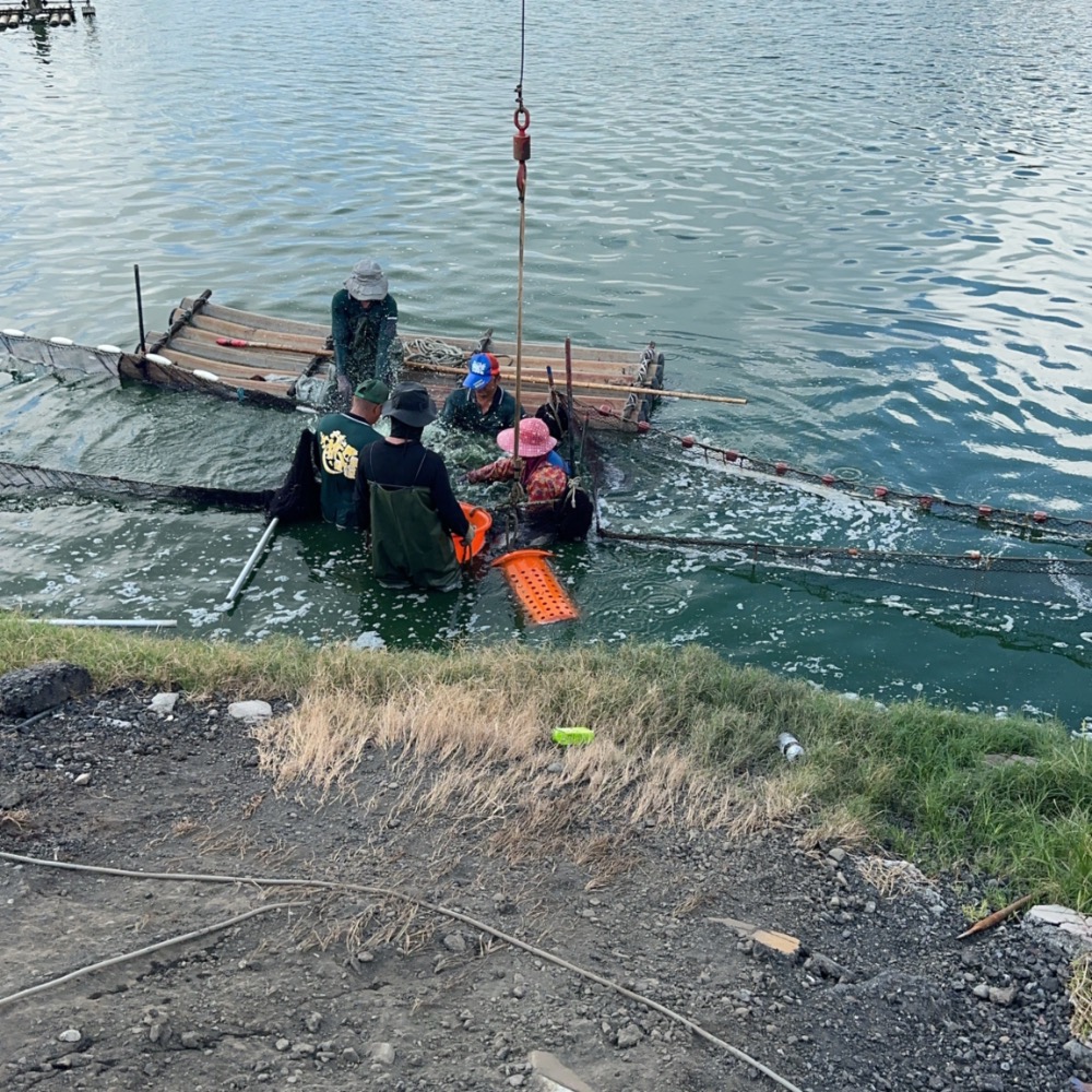 產地直送金目鱸魚三去真空（去鱗、去肚、去鰓）-細節圖3