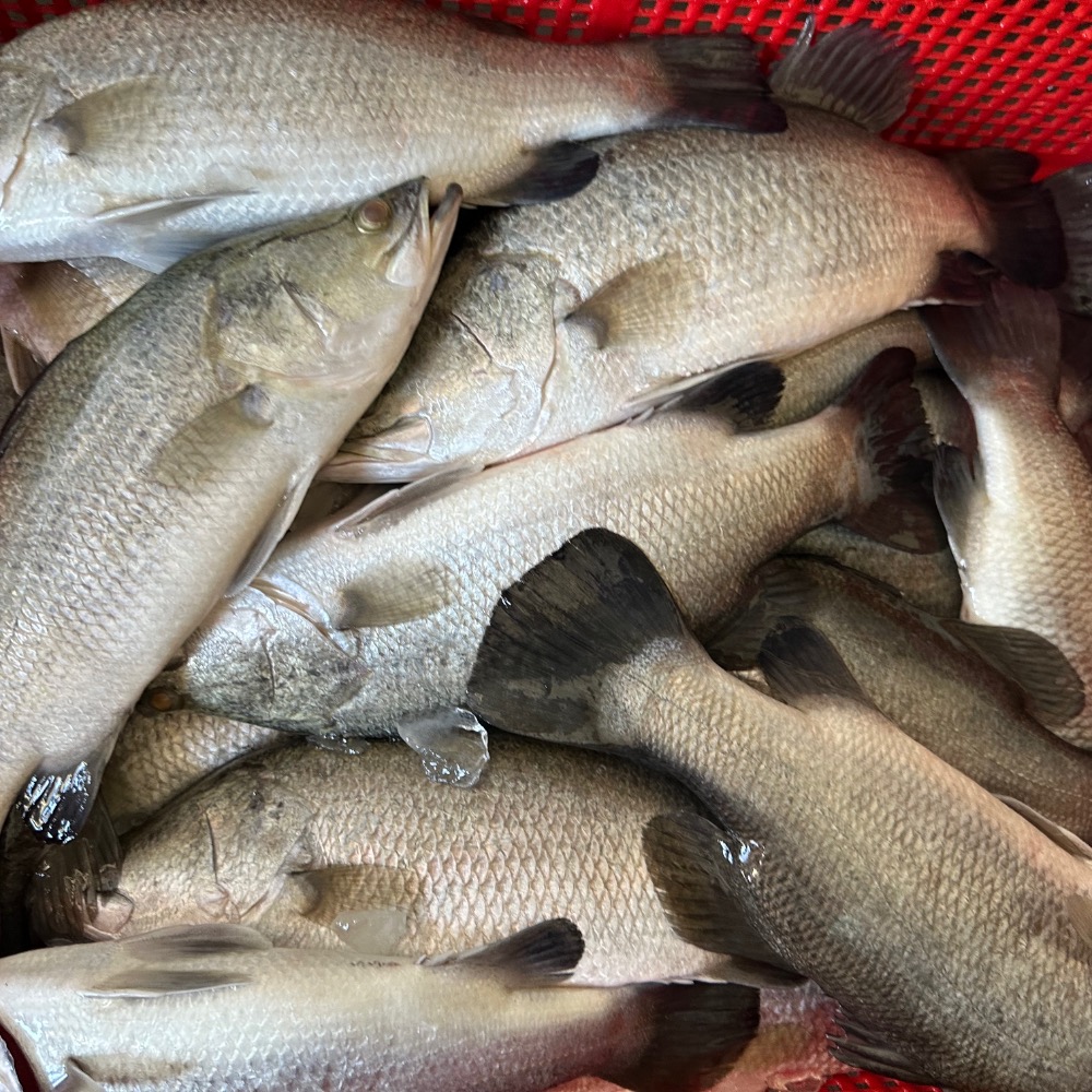 產地直送金目鱸魚三去真空（去鱗、去肚、去鰓）-細節圖4