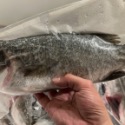 產地直送金目鱸魚三去真空（去鱗、去肚、去鰓）-規格圖4