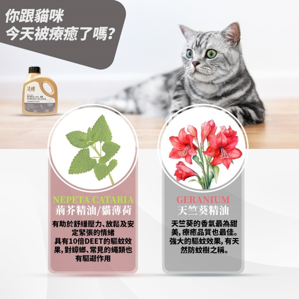 【清檜Hinoki Life】清檜抗菌驅離萬用清潔劑600ml/瓶(貓咪家庭專用)清潔 防蟲 除菌-細節圖6
