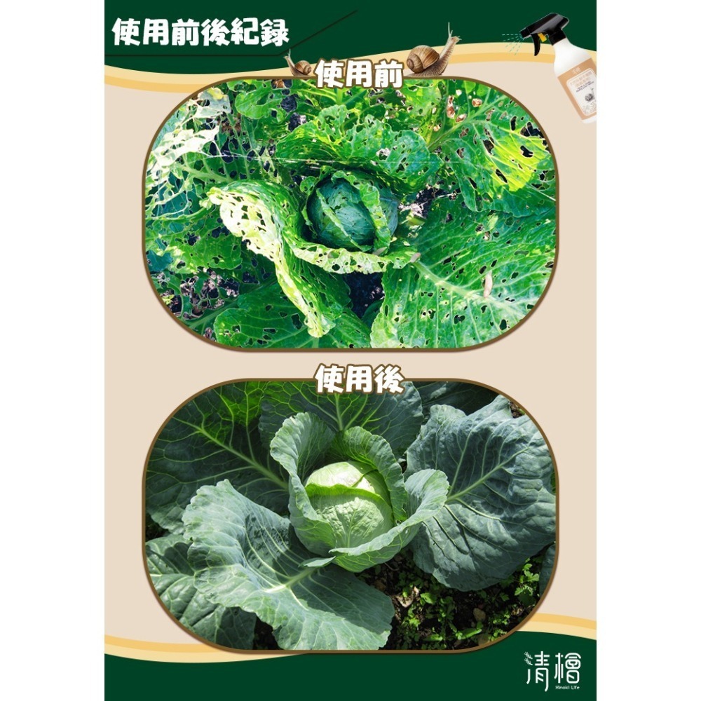 【清檜Hinoki Life】清檜天然除蝸牛噴劑500ml/瓶 蝸牛 福壽螺 蛞蝓 防蝸牛 園藝 盆栽 清檜-細節圖3