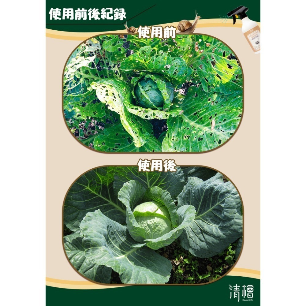 【清檜Hinoki Life】清檜天然除蝸牛噴劑500ml/瓶 蝸牛 福壽螺 蛞蝓 防蝸牛 園藝 盆栽 清檜-細節圖3