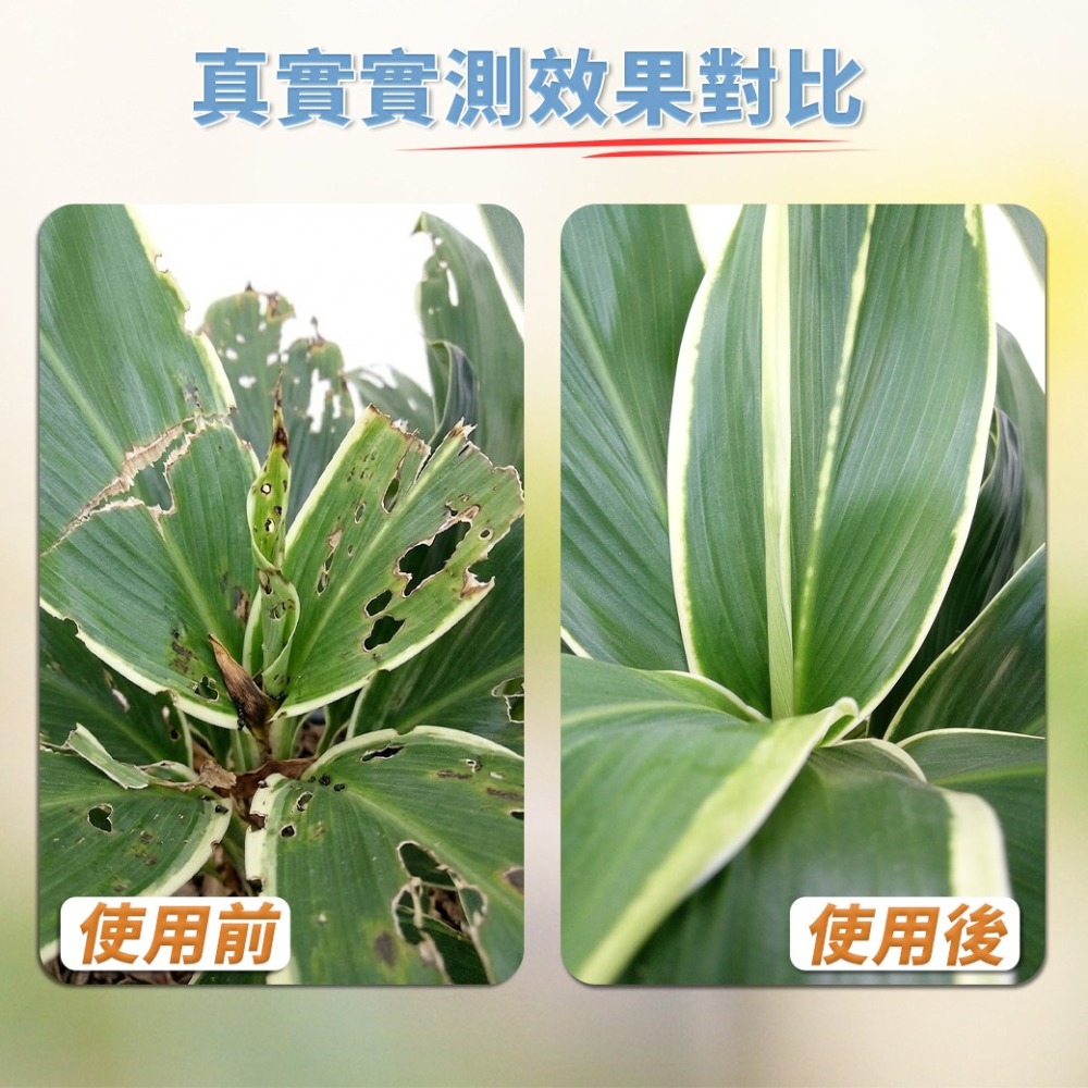 【清檜】清檜植萃驅蟲噴劑(園藝專用) 500ml/瓶 園藝驅蟲 植物驅蟲 盆栽驅蟲 紅蜘蛛 蚜蟲 介殼蟲 盆栽 免稀釋-細節圖7