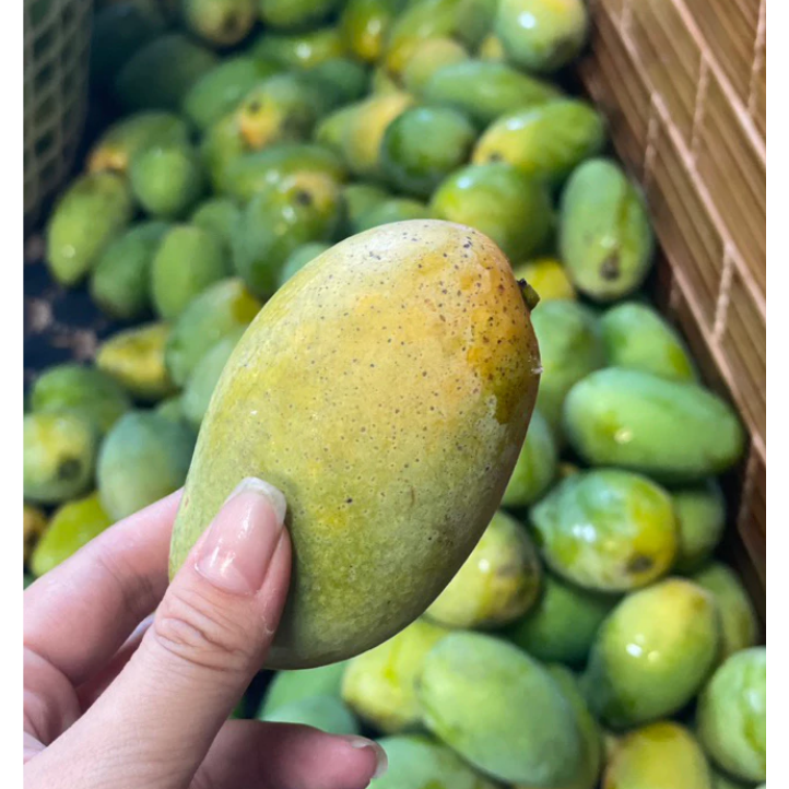 冷藏免運 產地直送🛻🥭山地門土芒果/金煌🥭 在叢黃土芒果 自產自銷 金煌芒果 現採芒果 芒果 大盤批發價 土芒果-細節圖2