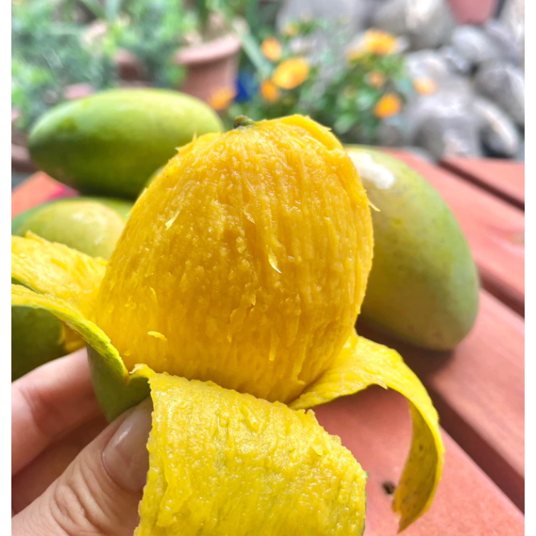 冷藏免運 產地直送🛻🥭山地門土芒果/金煌🥭 在叢黃土芒果 自產自銷 金煌芒果 現採芒果 芒果 大盤批發價 土芒果-細節圖3