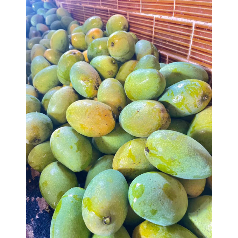 冷藏免運 產地直送🛻🥭山地門土芒果/金煌🥭 在叢黃土芒果 自產自銷 金煌芒果 現採芒果 芒果 大盤批發價 土芒果-細節圖5