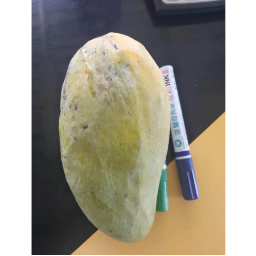 自家果園栽種🛻免運🥭山地門金煌🥭超香甜金煌芒果 金煌 自產自銷 產地直送 現採芒果 大盤批發價 金煌-細節圖2