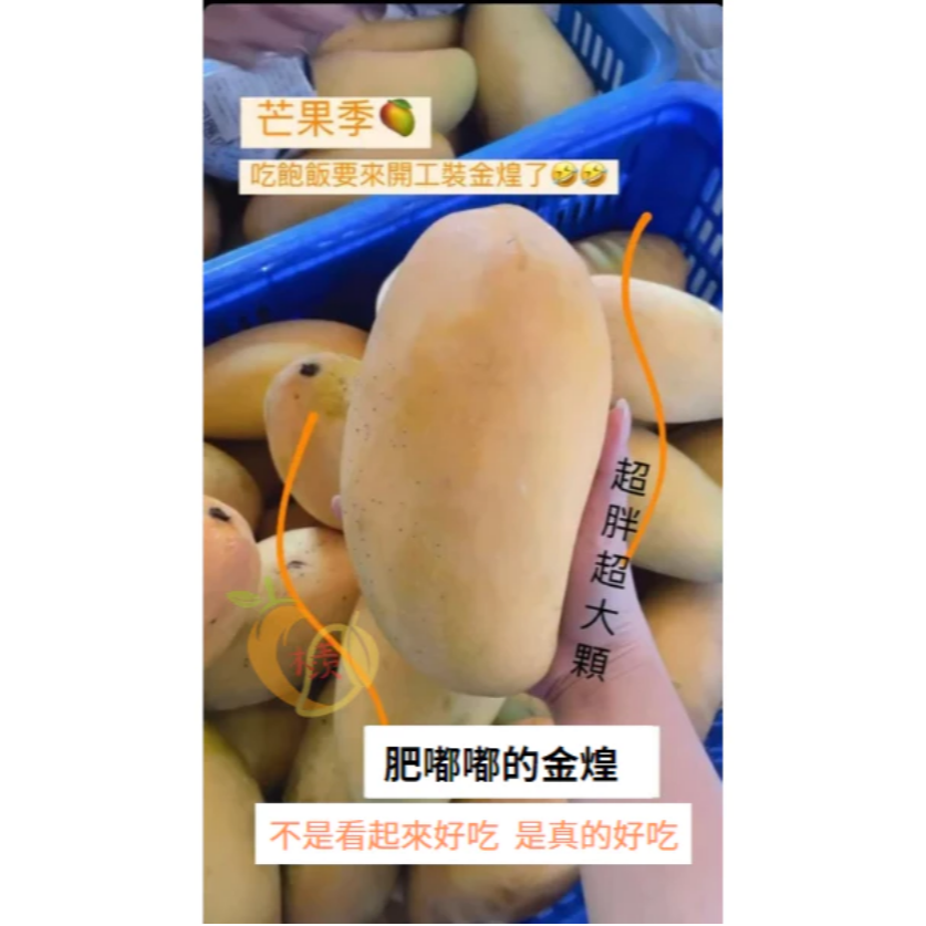 自家果園栽種🛻免運🥭山地門金煌🥭超香甜金煌芒果 金煌 自產自銷 產地直送 現採芒果 大盤批發價 金煌-細節圖3