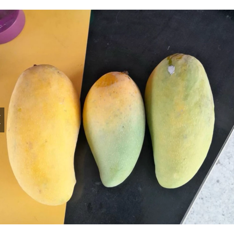 自家果園栽種🛻免運🥭山地門金煌🥭超香甜金煌芒果 金煌 自產自銷 產地直送 現採芒果 大盤批發價 金煌-細節圖5