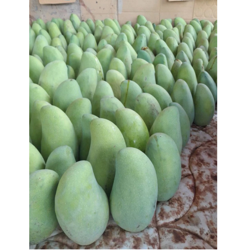 自家果園栽種🛻免運🥭山地門金煌🥭超香甜金煌芒果 金煌 自產自銷 產地直送 現採芒果 大盤批發價 金煌-細節圖6