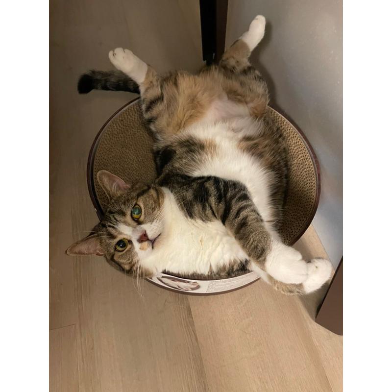 小壞貓扭蛋盒玩預購到貨下單區及面交區-細節圖2