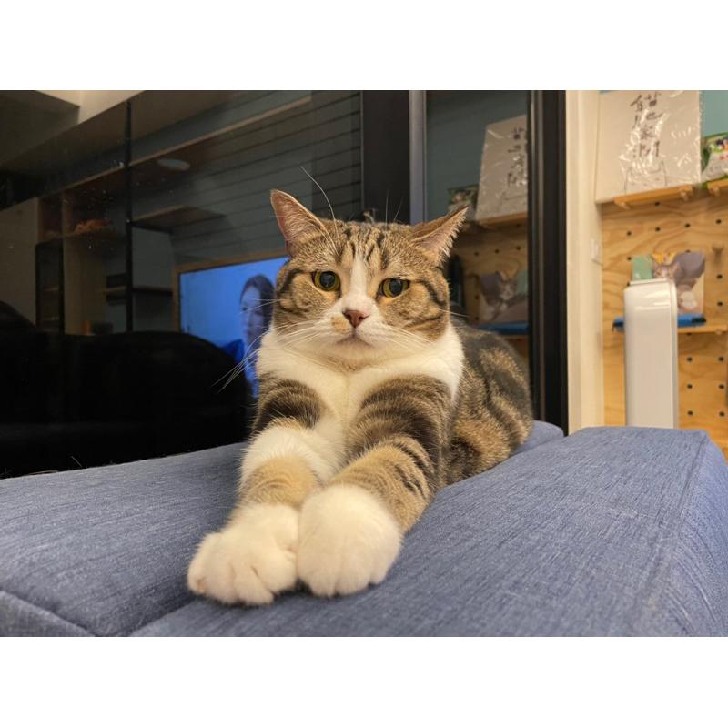 小壞貓扭蛋盒玩預購到貨下單區及面交區-細節圖3