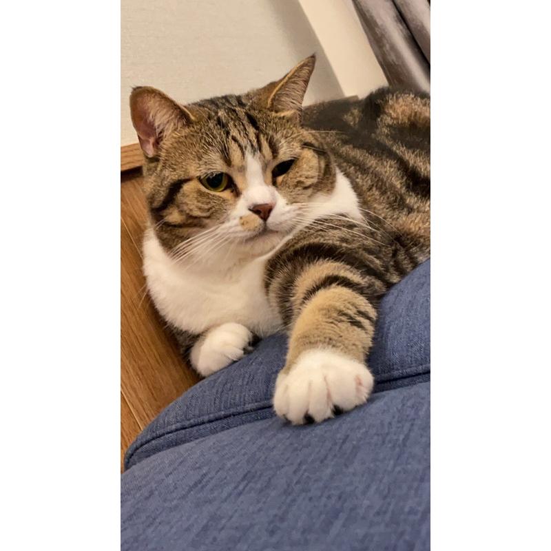 小壞貓扭蛋盒玩預購到貨下單區及面交區-細節圖4