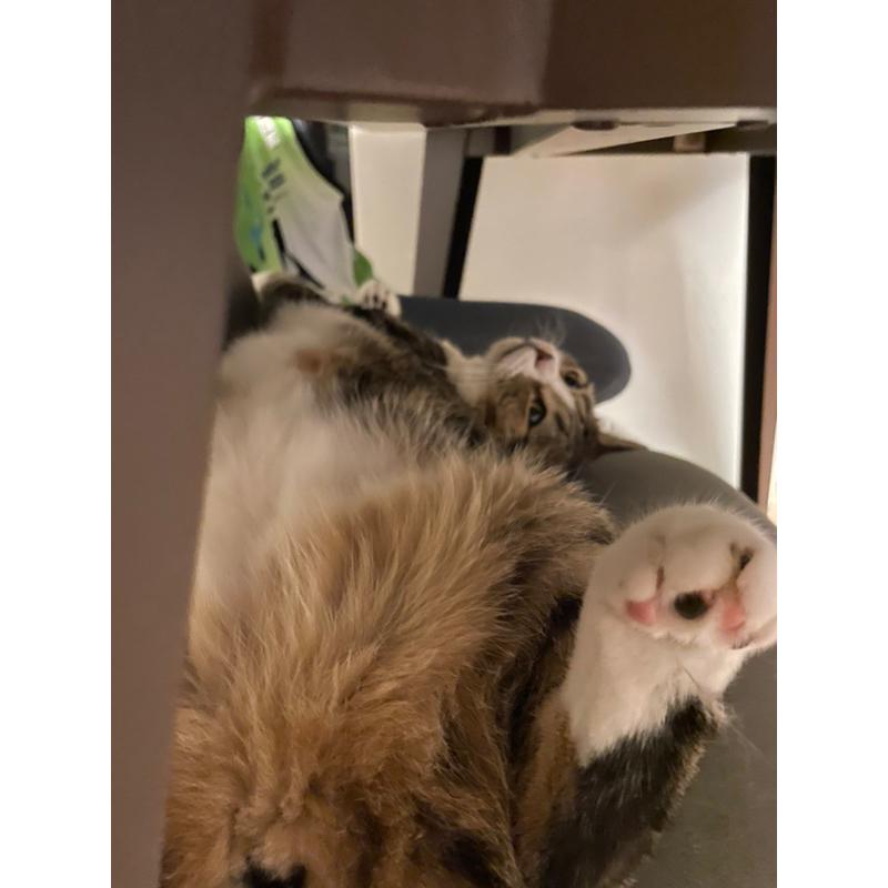 小壞貓扭蛋盒玩預購到貨下單區及面交區-細節圖5