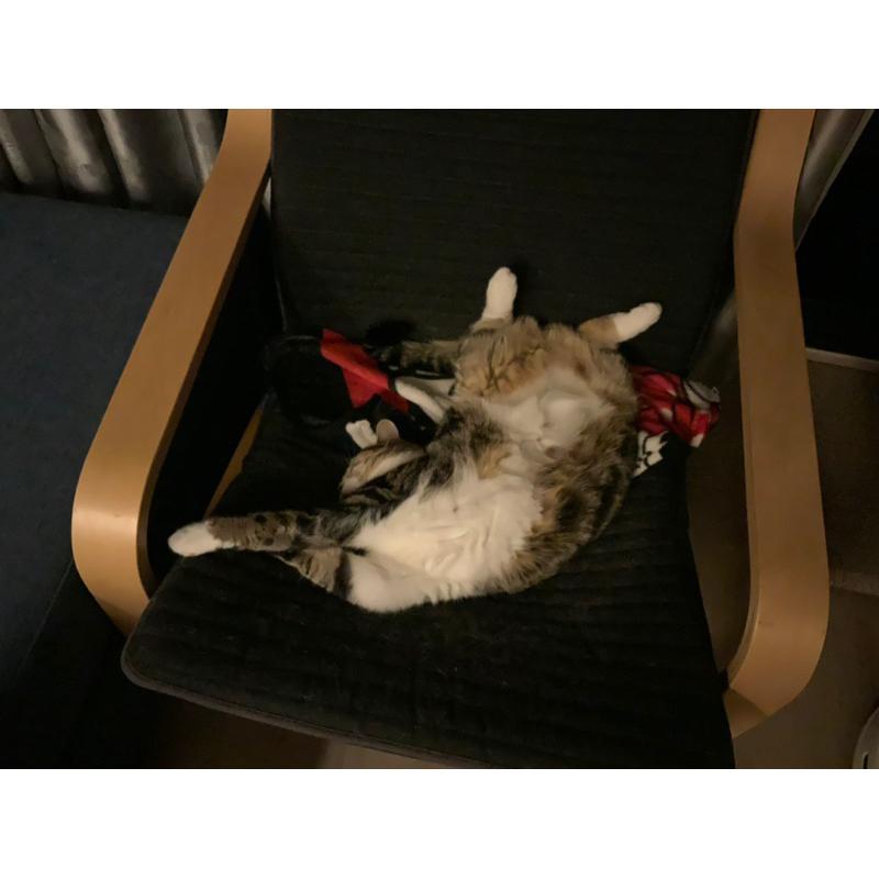 小壞貓扭蛋盒玩預購到貨下單區及面交區-細節圖6