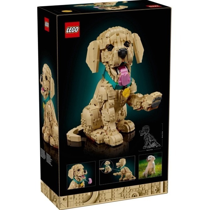 ［想樂］  全新 樂高 LEGO 11384 Icons 小黃金獵犬 Golden Retriever Puppy-細節圖2