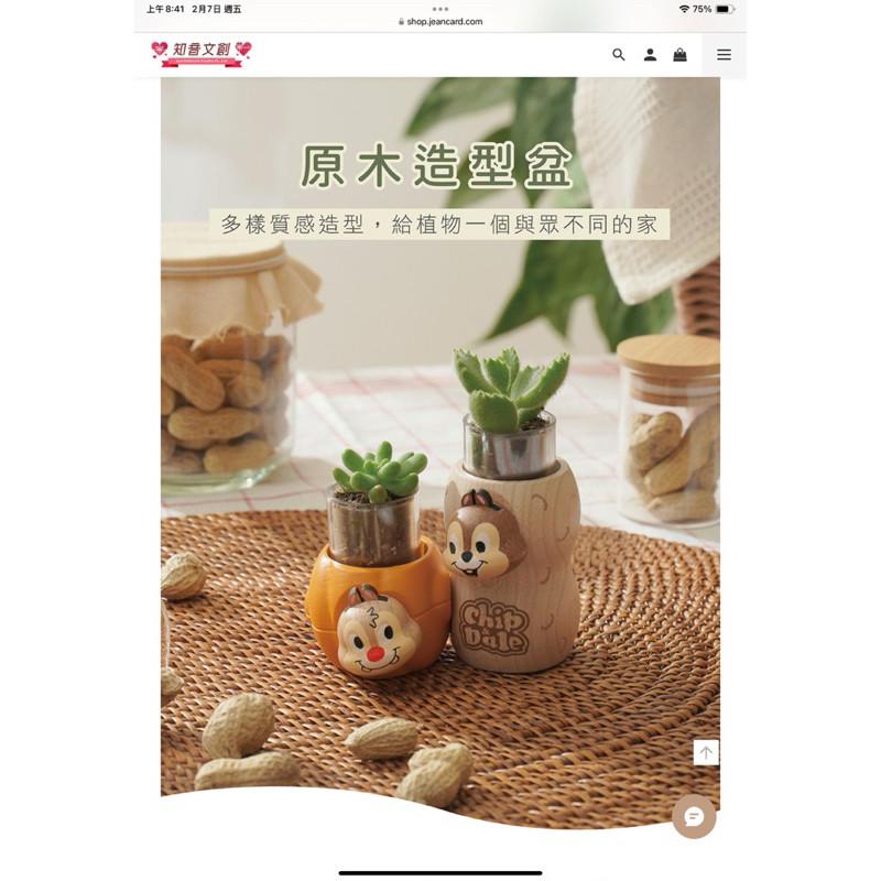 現貨正版 奇奇蒂蒂 盆器 多肉盆栽罐 迪士尼盆器Disney 1251053 盆栽裝飾器 植栽罐 禮物 辦公室小物 交換-細節圖5