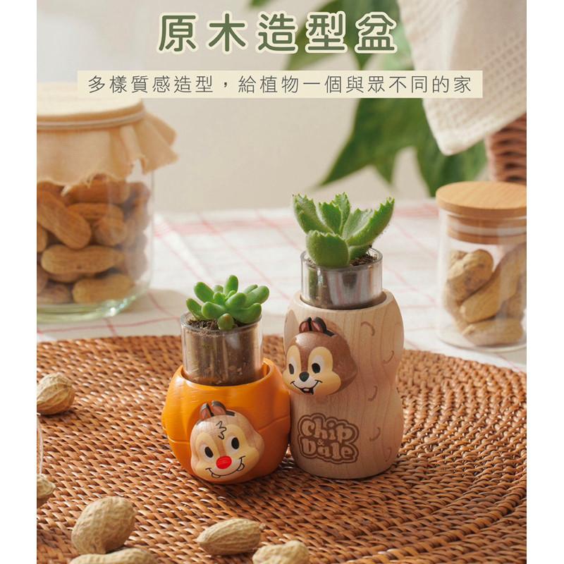 現貨正版 奇奇蒂蒂 盆器 多肉盆栽罐 迪士尼盆器Disney 1251053 盆栽裝飾器 植栽罐 禮物 辦公室小物 交換-細節圖6