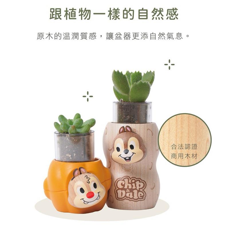 現貨正版 奇奇蒂蒂 盆器 多肉盆栽罐 迪士尼盆器Disney 1251053 盆栽裝飾器 植栽罐 禮物 辦公室小物 交換-細節圖7