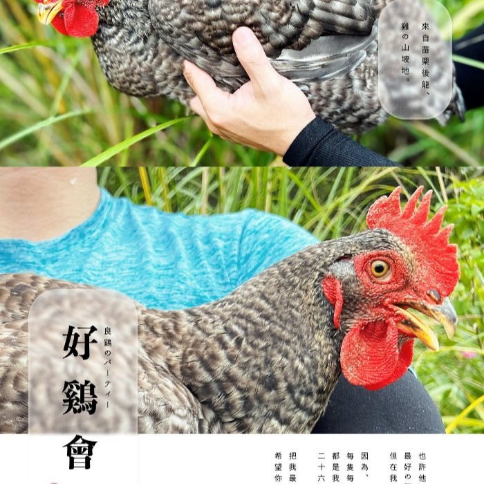 【 好雞會 】26週｜蘆花雞文昌雞｜放山雞｜全雞(2200g-2400g ±5%)可分剁｜白斬雞、烤雞、雞湯、雞精推薦｜-細節圖2