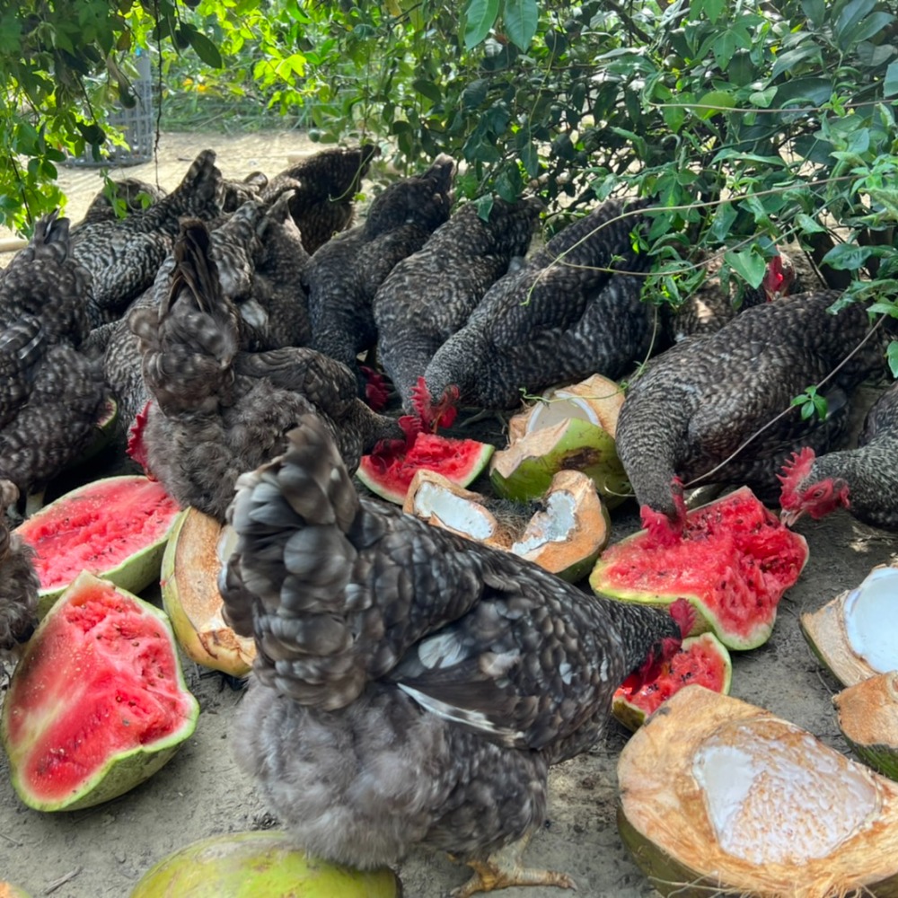 【 好雞會 】26週｜蘆花雞文昌雞｜放山雞｜全雞(2200g-2400g ±5%)可分剁｜白斬雞、烤雞、雞湯、雞精推薦｜-細節圖4