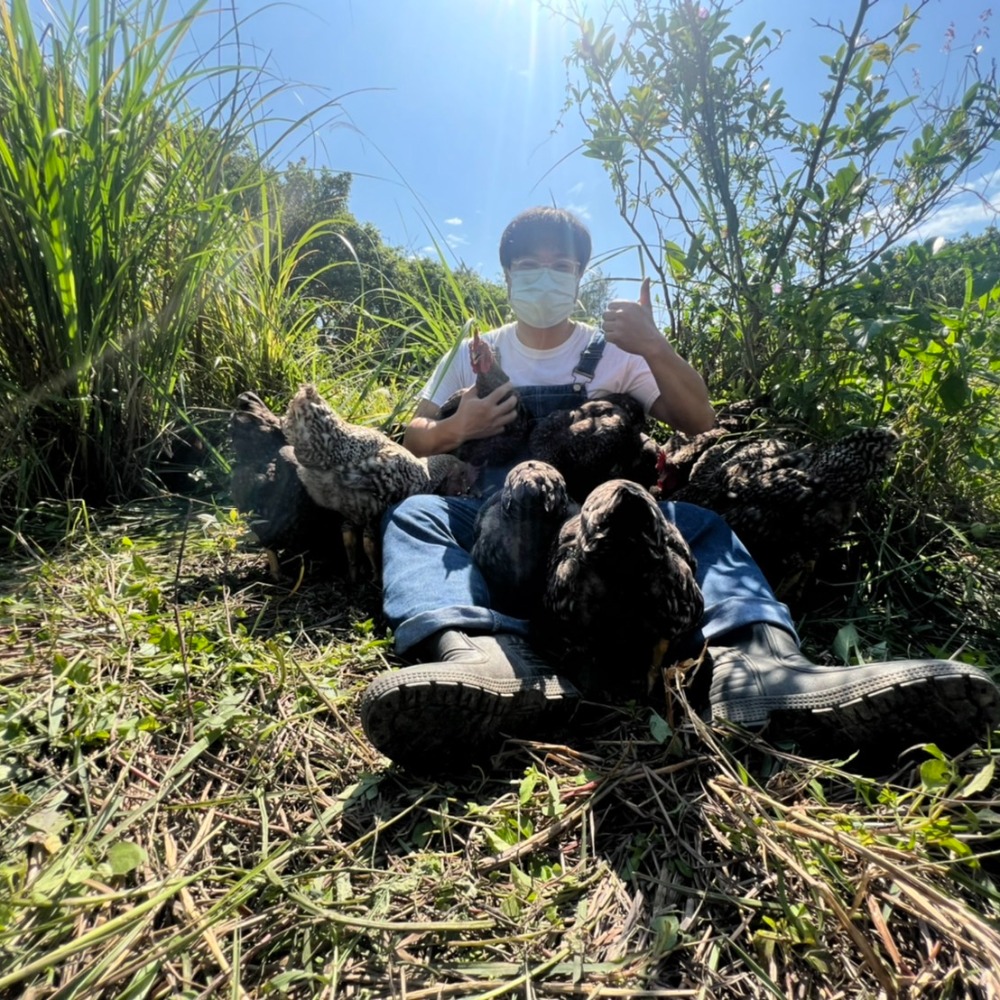 【 好雞會 】26週｜蘆花雞文昌雞｜放山雞｜全雞(2200g-2400g ±5%)可分剁｜白斬雞、烤雞、雞湯、雞精推薦｜-細節圖5