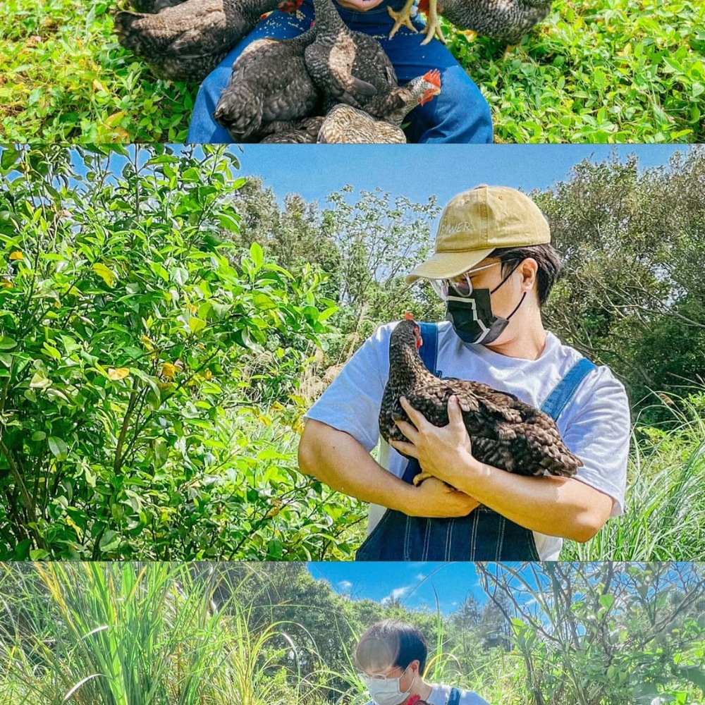 【 好雞會 】26週｜蘆花雞文昌雞｜放山雞｜全雞(2200g-2400g ±5%)可分剁｜白斬雞、烤雞、雞湯、雞精推薦｜-細節圖6