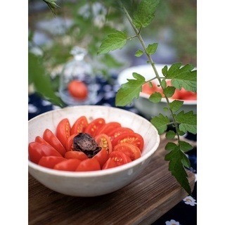 【賣菜堃】霓蕙紅小番茄~新品種玉女小番茄『食季果』