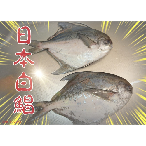 ［原舟海鮮］［預購］野生日本正白鯧魚！稀少數量有限！日本產，油脂最豐富、口感最細緻！900克+-10%