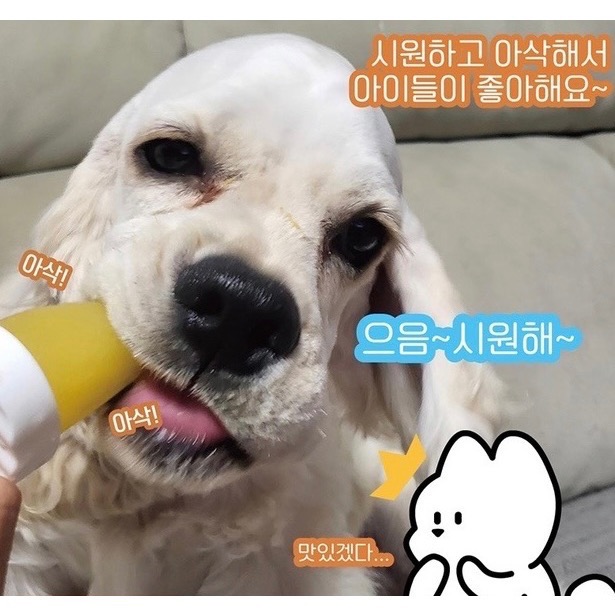 韓國🇰🇷寵物萌果汁-細節圖4