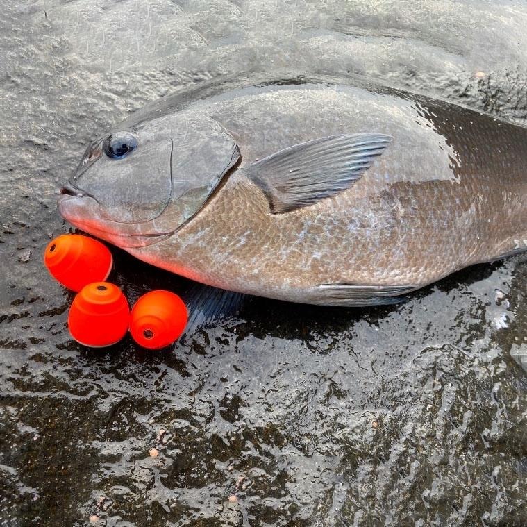 紅海釣具企業社《KIZAKURA》00233 Z-Motion 磯釣阿波 全游動 半遊動-細節圖3