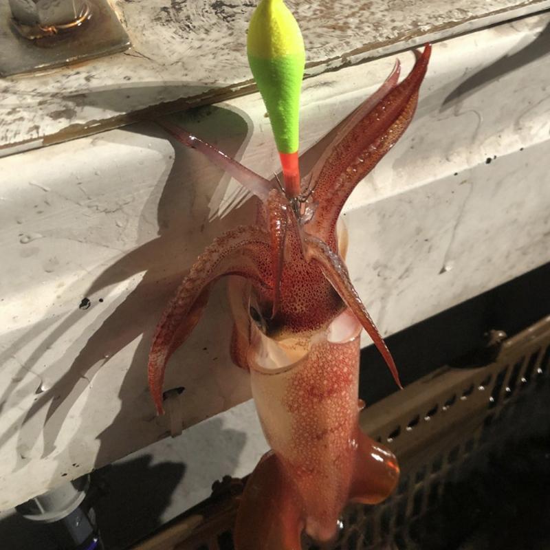 紅海釣具企業社《KIZAKURA》YARI Egibow 90MM 透抽布捲 船釣 假餌-細節圖4