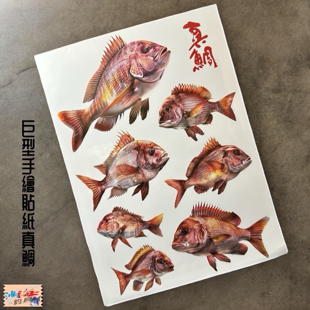 中壢鴻海釣具 原創手繪貼紙 黑鯛 真鯛 巨型黑鯛 冰箱 工具箱 裝飾 魚類防水貼紙-細節圖2