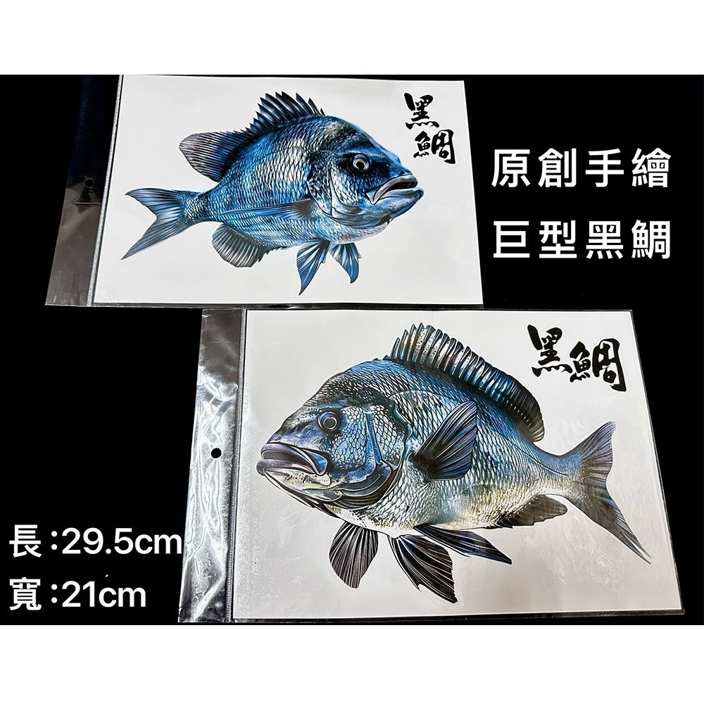 中壢鴻海釣具 原創手繪貼紙 黑鯛 真鯛 巨型黑鯛 冰箱 工具箱 裝飾 魚類防水貼紙-細節圖6