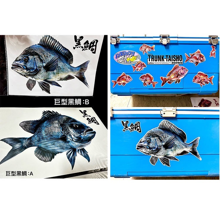 中壢鴻海釣具 原創手繪貼紙 黑鯛 真鯛 巨型黑鯛 冰箱 工具箱 裝飾 魚類防水貼紙-細節圖7