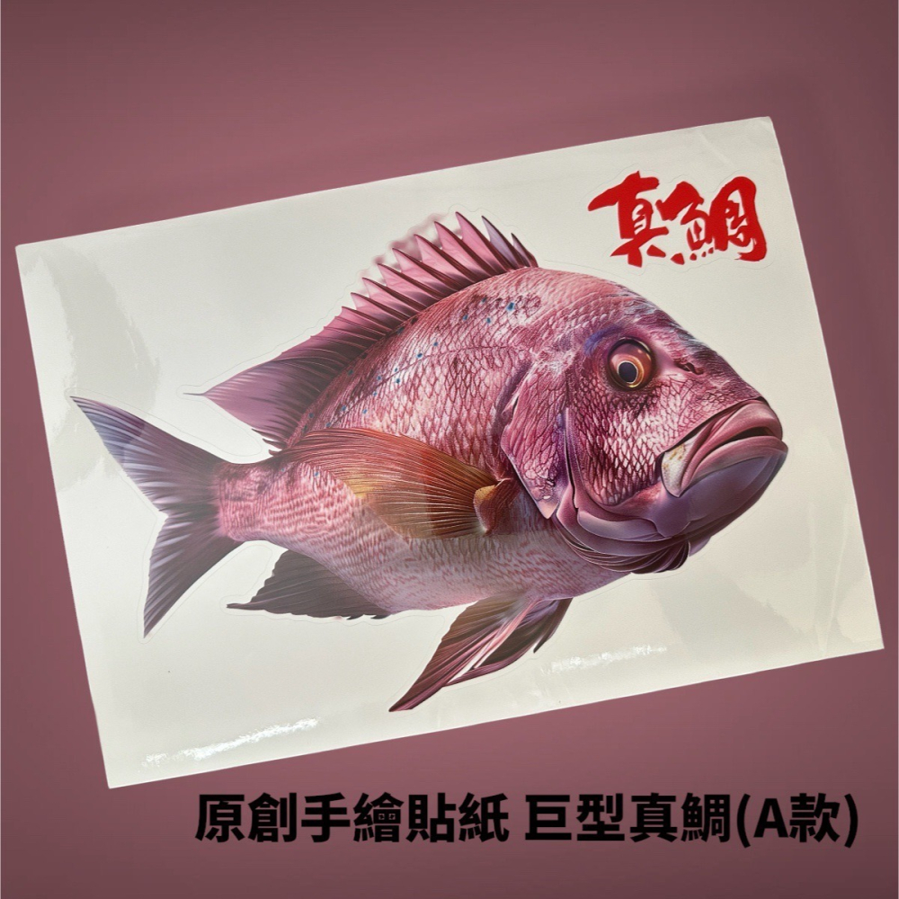 中壢鴻海釣具 原創手繪貼紙 黑鯛 真鯛 巨型黑鯛 冰箱 工具箱 裝飾 魚類防水貼紙-細節圖8