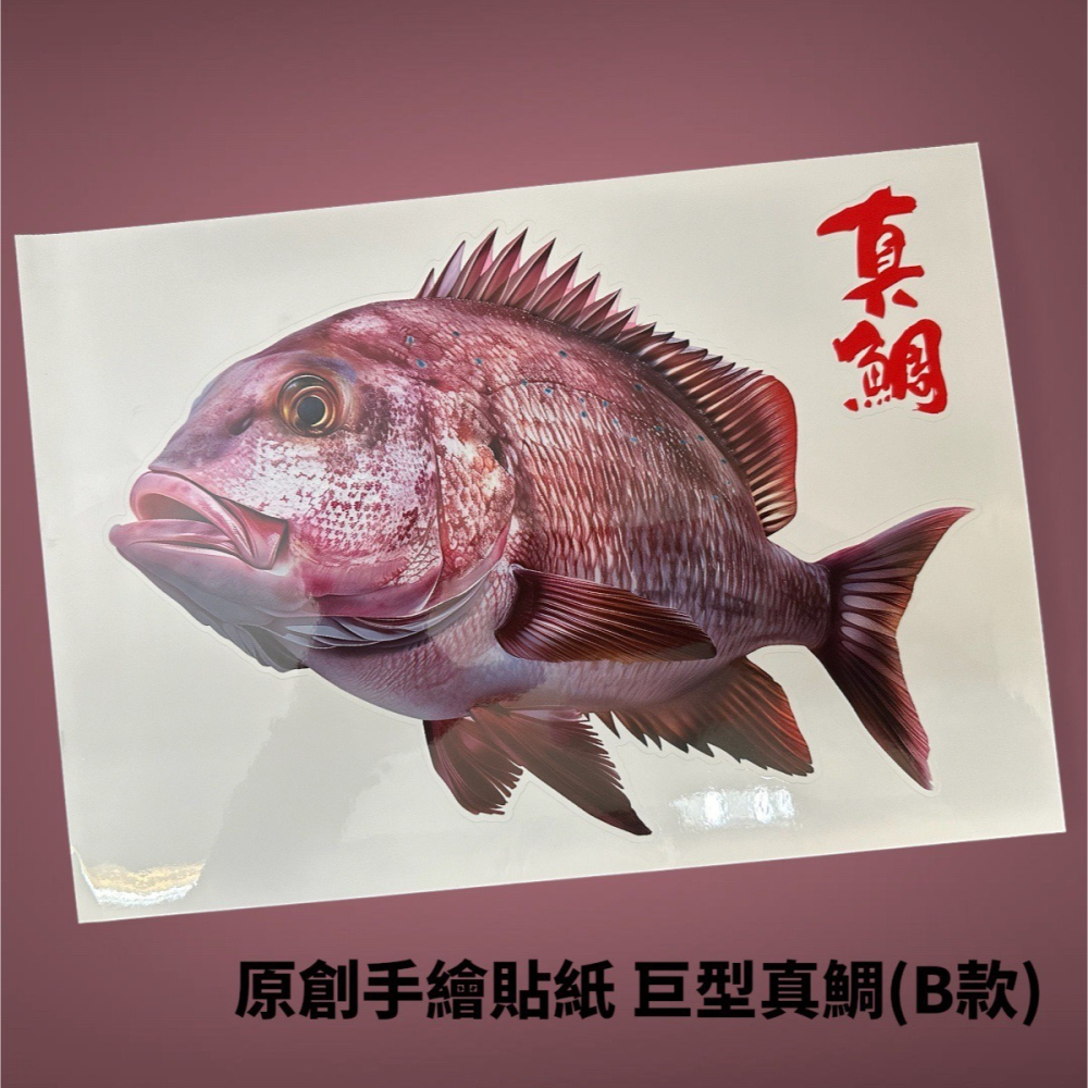 中壢鴻海釣具 原創手繪貼紙 黑鯛 真鯛 巨型黑鯛 冰箱 工具箱 裝飾 魚類防水貼紙-細節圖9