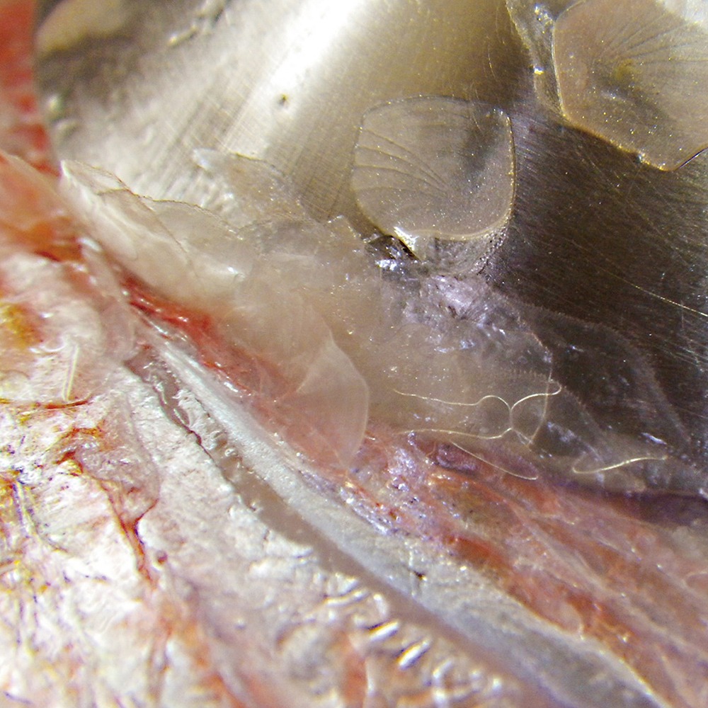 中壢鴻海釣具【gamakatsu】 GM-1314 GM-1315 刮魚鱗器 刮鱗器-細節圖4