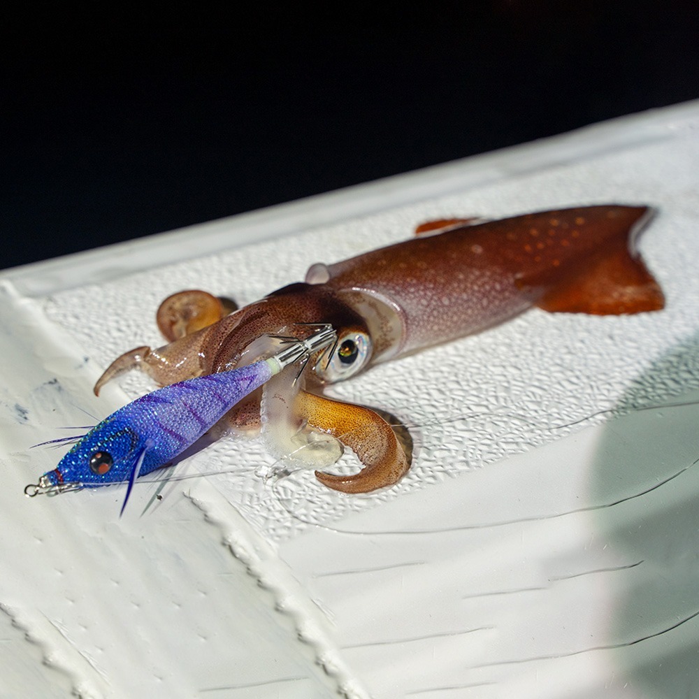 中壢鴻海釣具【DUEL】A1860 A1861SQUID JIG Pucca 胖胖魚 75/90mm透抽布捲(25年款)-細節圖5