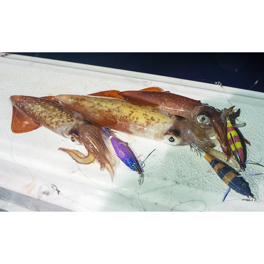中壢鴻海釣具【DUEL】 A1862 SQUID JIG Picca  胖胖魚 80mm透抽布捲 (25年款)-細節圖5