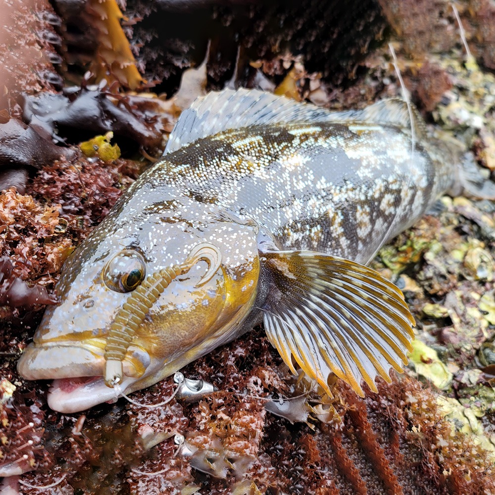 中壢鴻海釣具【DAIWA】 HRF CURLY 2.6吋軟蟲(25年款)-細節圖3