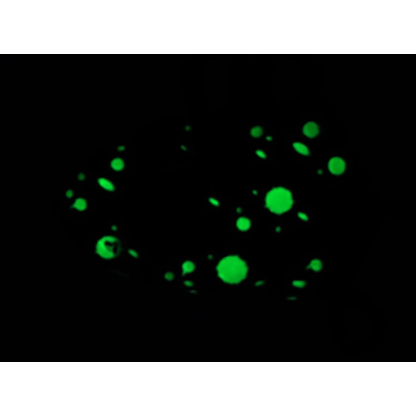 中壢紅海釣具【DAIWA】 FUNE TACHIUO TENYA SS LIGHT 岸拋天亞-細節圖8