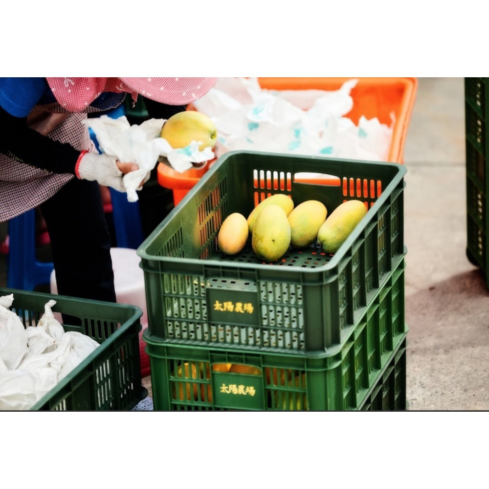 夏雪芒果限量禮盒 2.5kg 4~7粒裝/1盒 『115/06/15 依順序出貨』-細節圖8