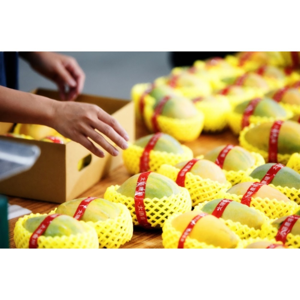 夏雪芒果限量禮盒 2.5kg 4~7粒裝/1盒 『115/06/15 依順序出貨』-細節圖10