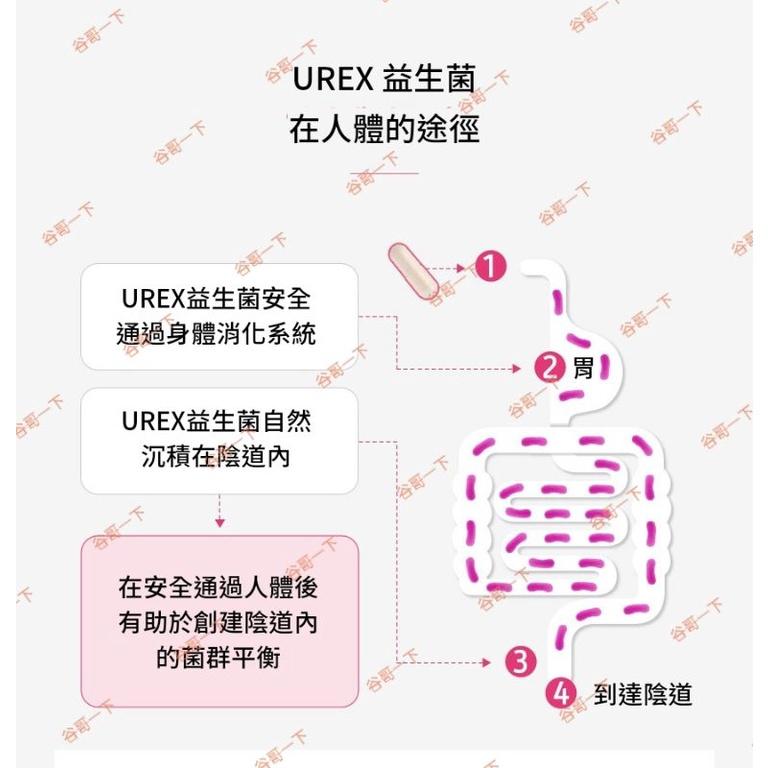 [谷哥] 艾多美 韓貨 atomy KR 女性益生菌 體內平衡-現貨-細節圖5