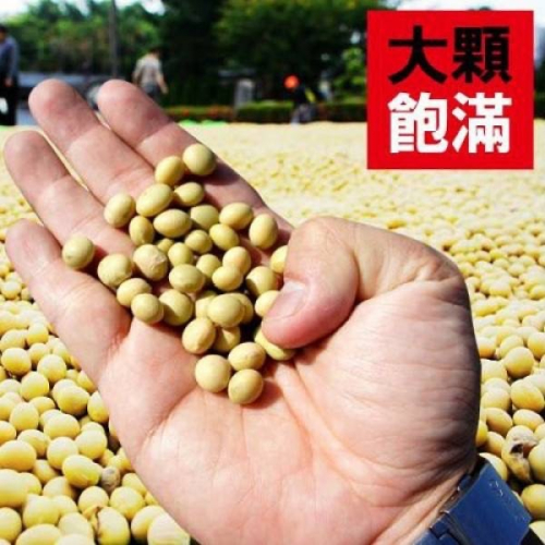 台糖 本土黃豆 非基因改造 非基改 國產 豆漿 黃豆 (500g/包)