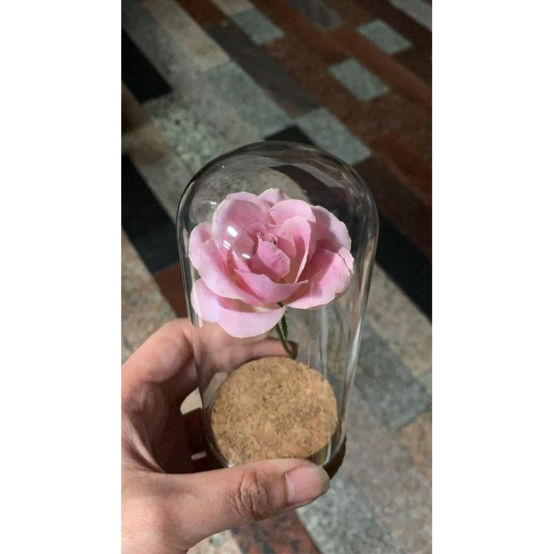 6*12玻璃罩 軟木塞玻璃罩 微景觀玻璃罩-細節圖2