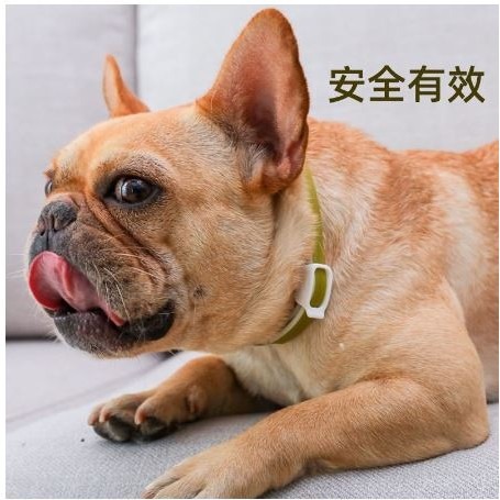 除蚤項圈 防蚤項圈 跳蚤項圈 驅蟲項圈 夏季除蚤 狗項圈 夏日必備 可剪裁【台灣現貨】-細節圖5